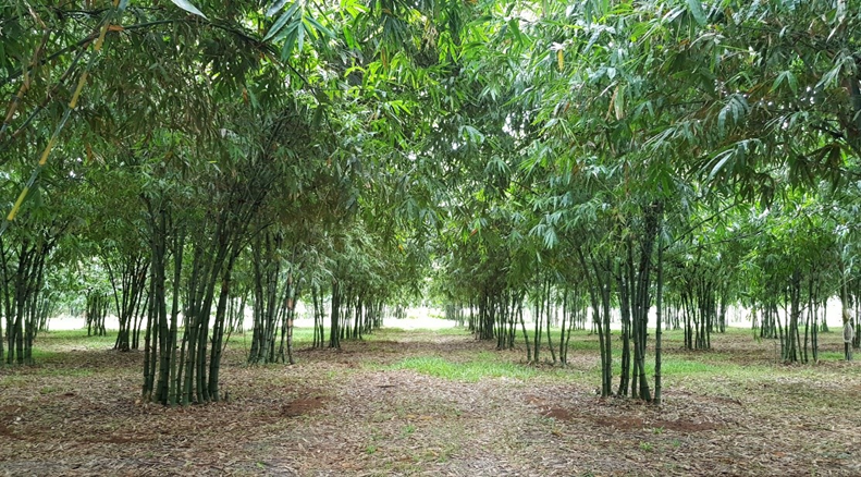 Thuyết minh dự án trồng tre lấy măng