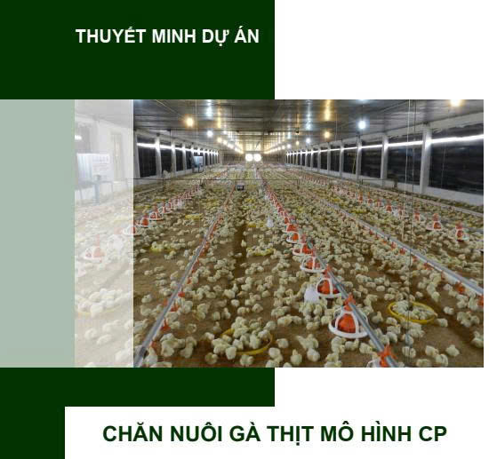 Dự án chăn nuôi gà thịt mô hình CP