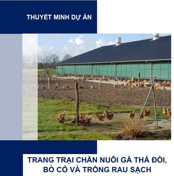 Dự án trang trại chăn nuôi gà thả đồi, bò cỏ và trồng rau sạch