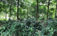 Dự án trồng dược liệu dưới tán rừng